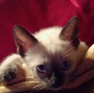 Meet your Posher, Stuart